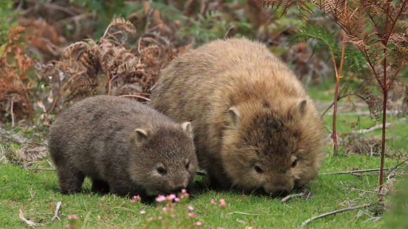 Expedition Cruise Tasmania's Wilderness Coast | Coral Expeditions