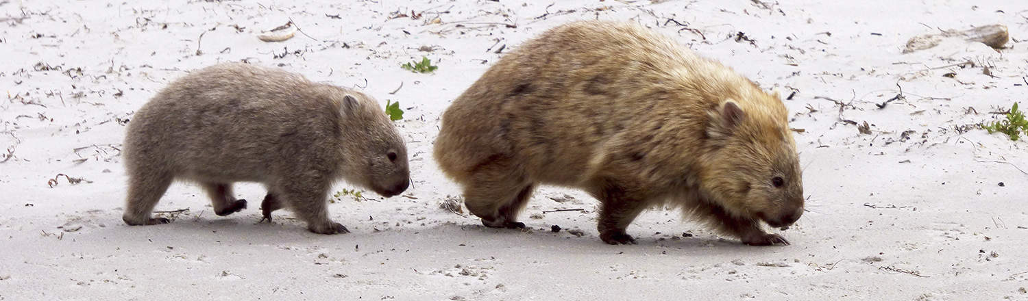 Tasmania wombats