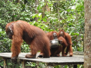 Orangutans at Tanjung Puting