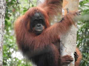 Orangutans at Tanjung Puting