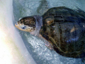 Lou - Turtle Rescue Fitzroy Island