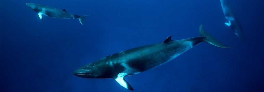 Dwarf Minke Whale