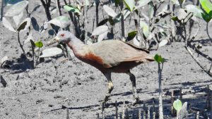 Chestnut Rail on expion to the Kimberley with Coral Expeditions.