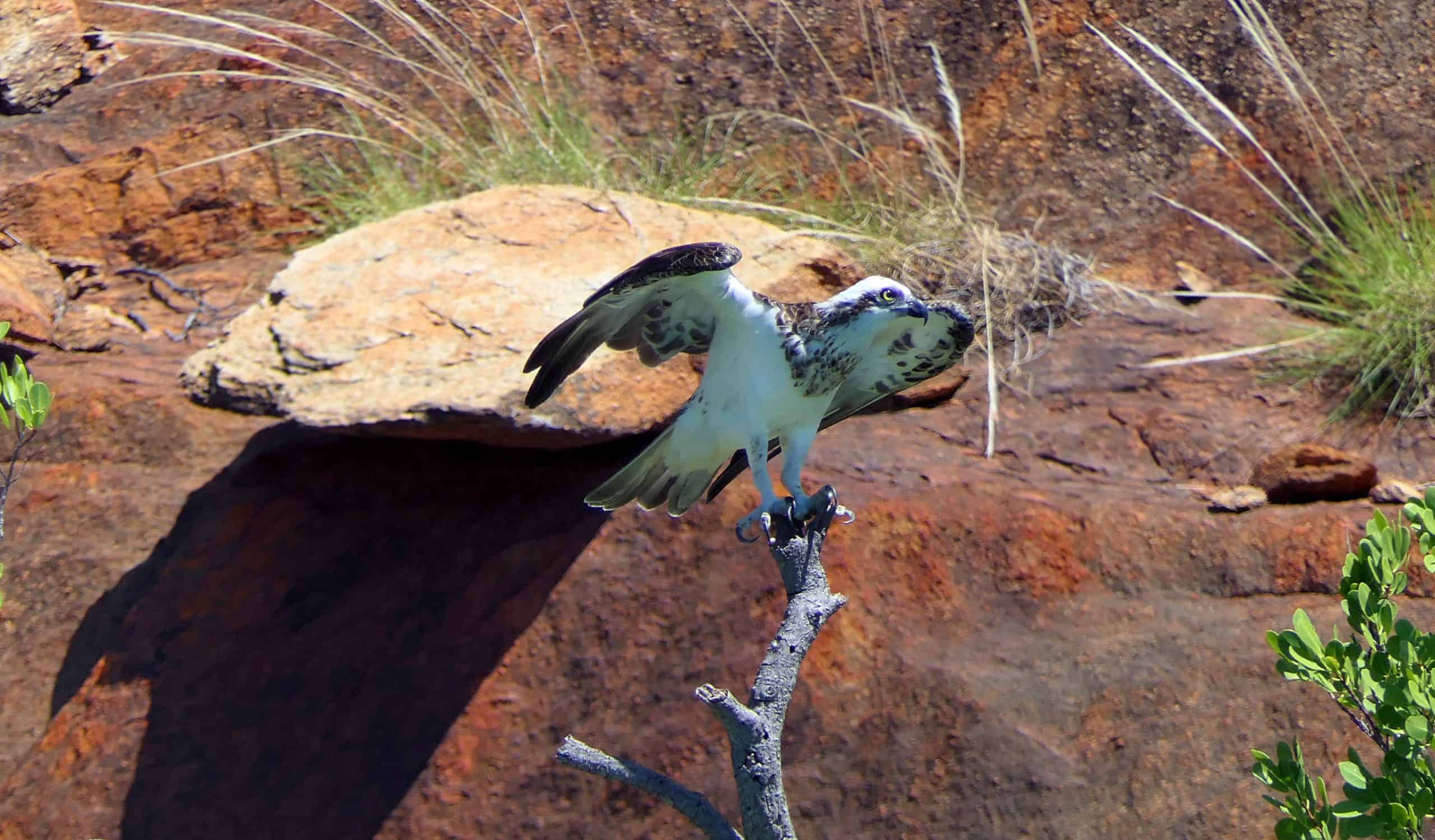 Osprey Raptor at Crocodile Creek, Kimberley. Coral Expeditions.