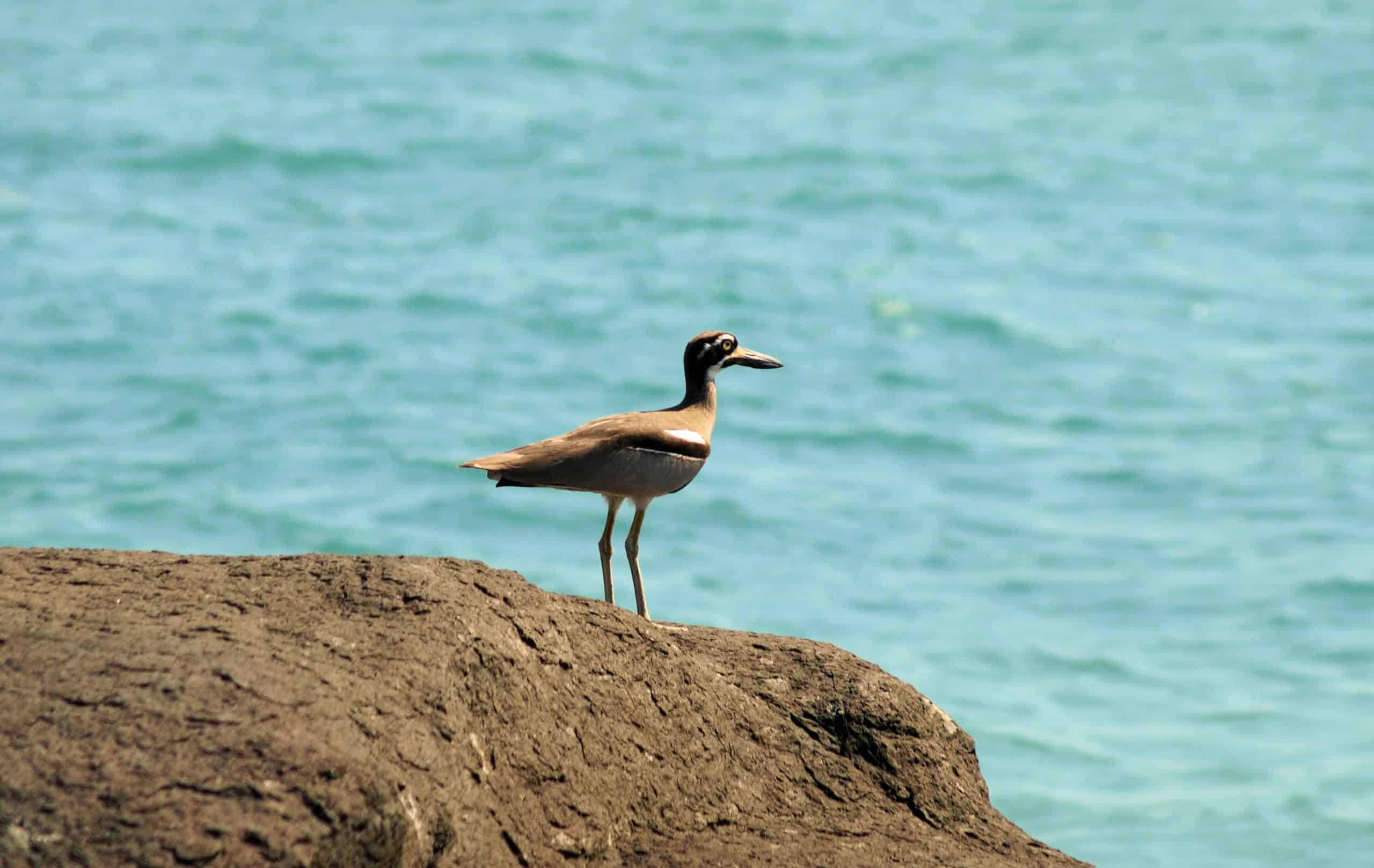 Beach Stone Curlew at Mongomery Reef with Coral Expeditions.