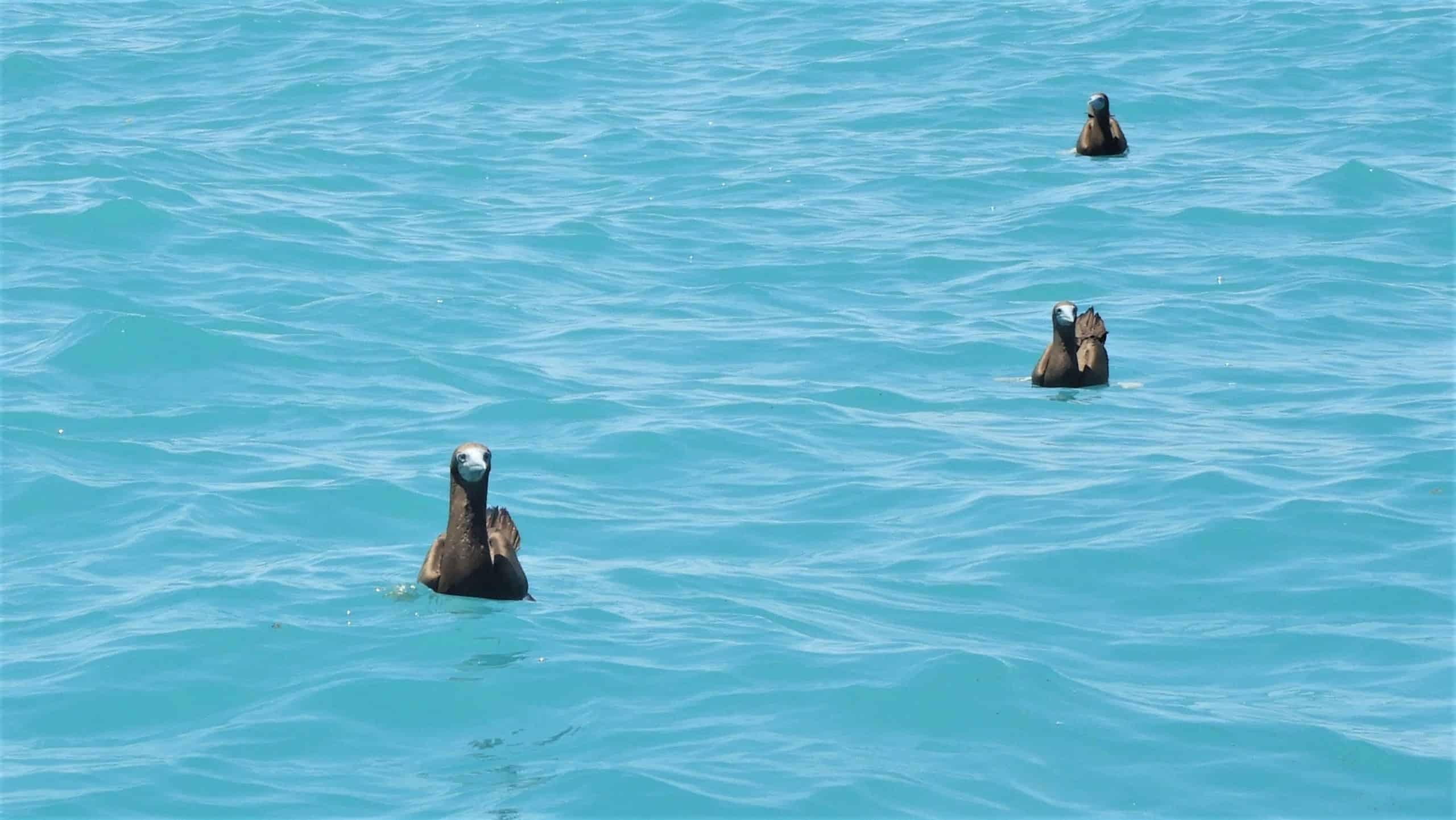 Brown Booby birds swimming at the Lacepede Islands. Coral Expeditions.