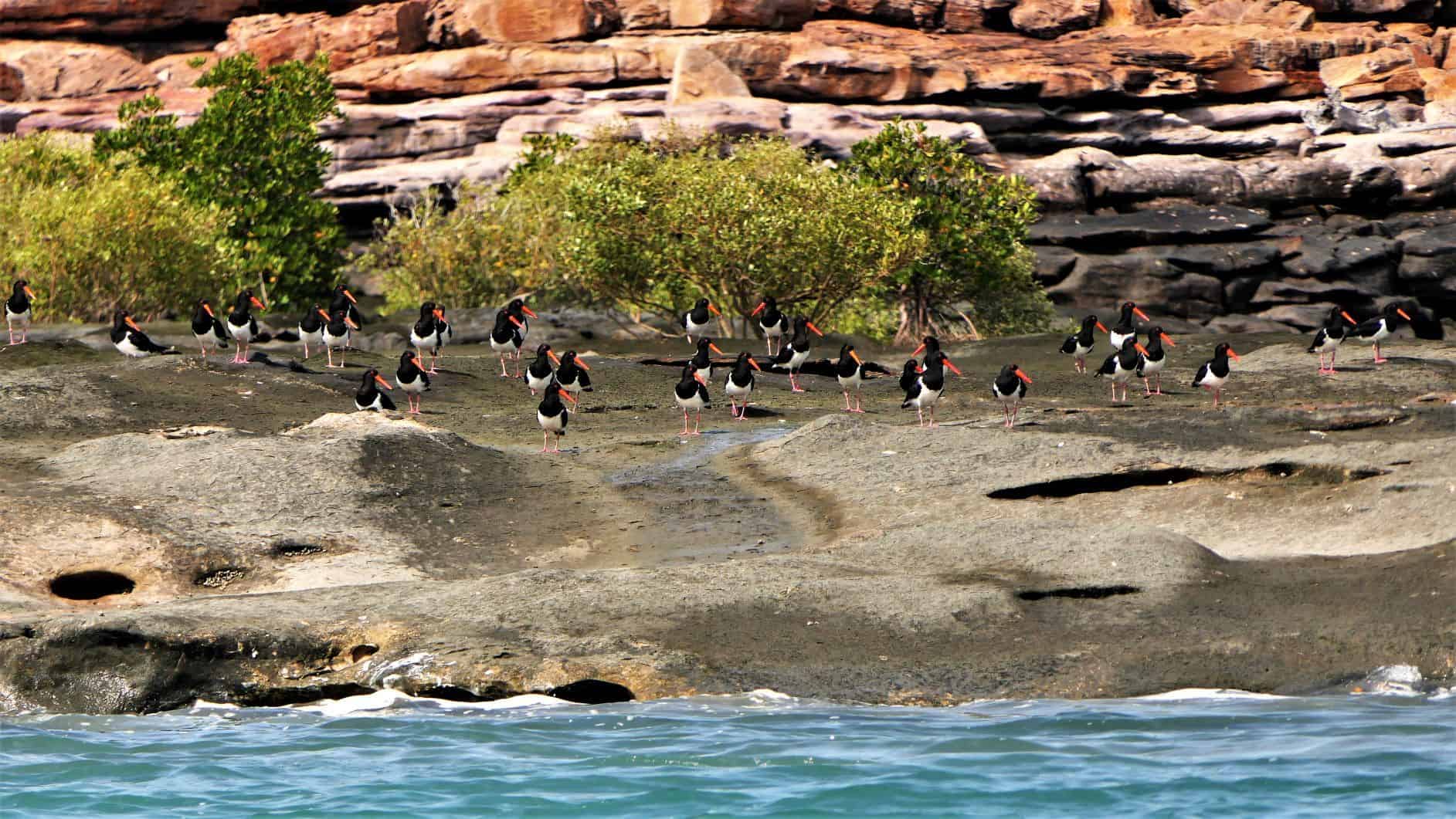 Pied Oystercatcher choir at the Warrabii West Art Site_Coral Expeditions.