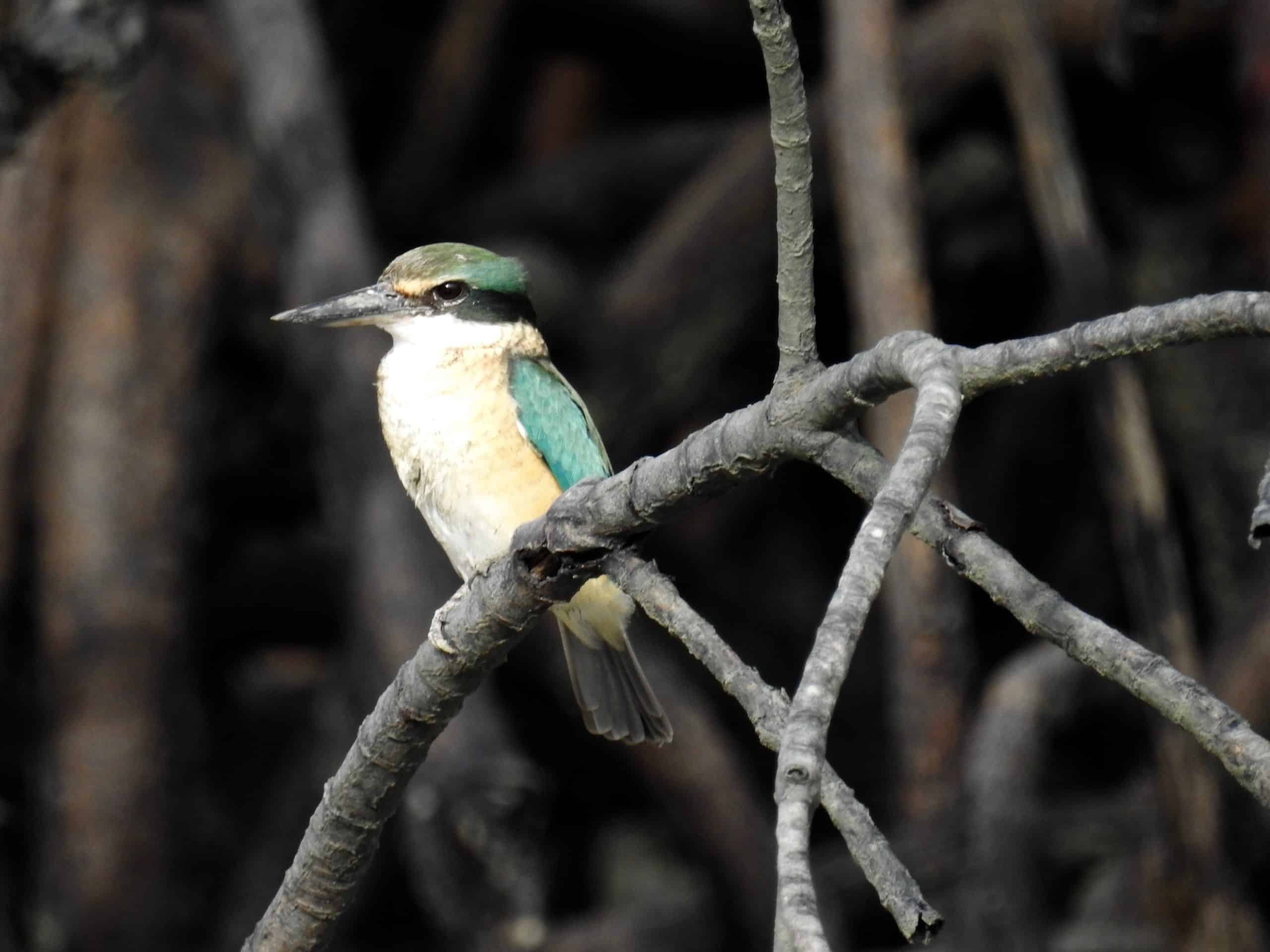 Sacred Kingfisher, Coral Expeditions.