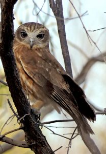 Boobook Owl, Jar Island, Western Australia