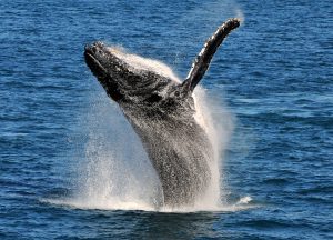 Humpback whale, Lacepede Islands, Western Australia