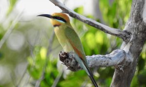 Rainbow bee-eater. Image: David Keech