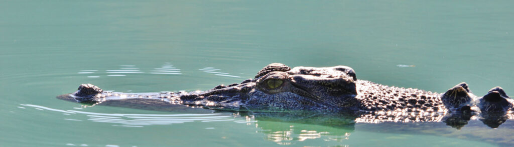 Crocodile at Porosus Creek