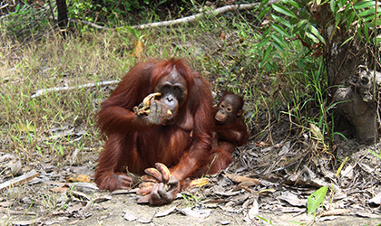 Orangutan, Tanjung Puting National Park.jpg