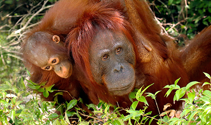 Orangutan, Tanjung Puting, Pondok Tanggui