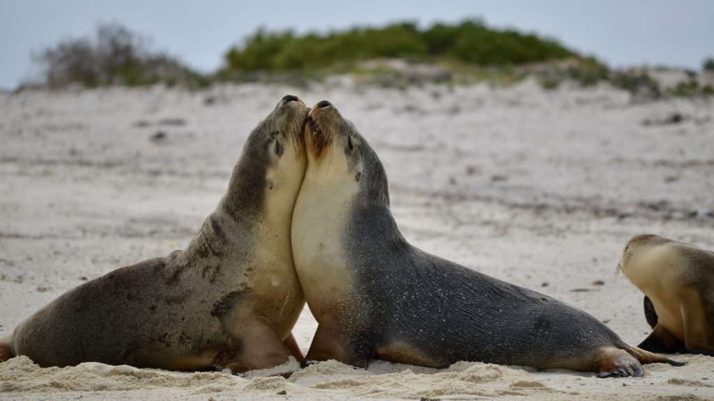 Day 11 -Abrolhos Islands -18.10.23- Lachlan18