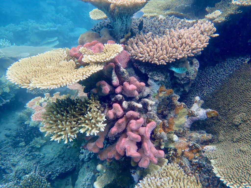 Mackay Reef