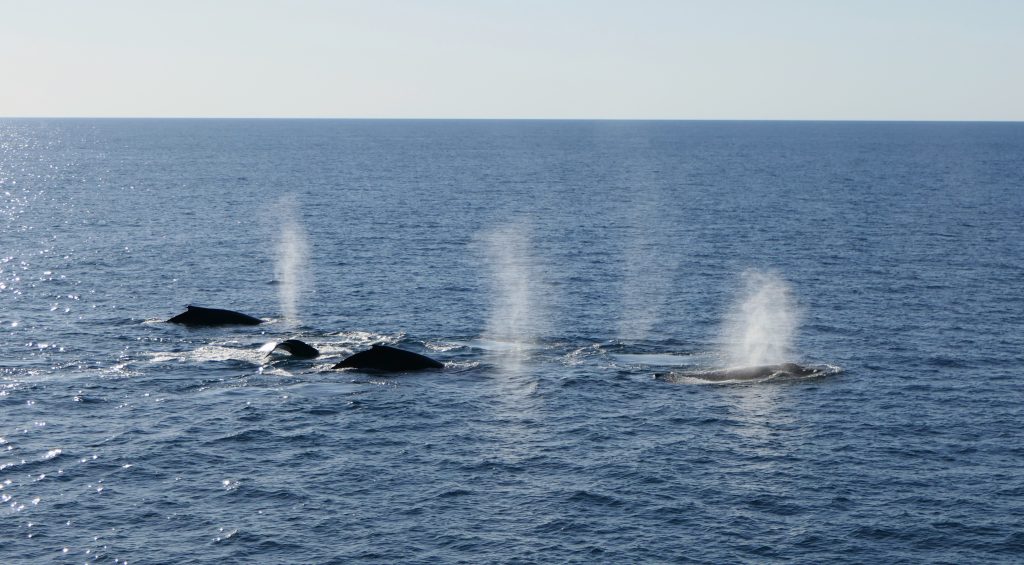 Whale Action off King Sound