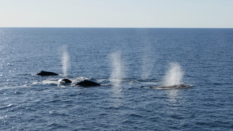 Whale Action off King Sound