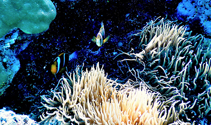 Laughlan-dive-Coral-Expeditions