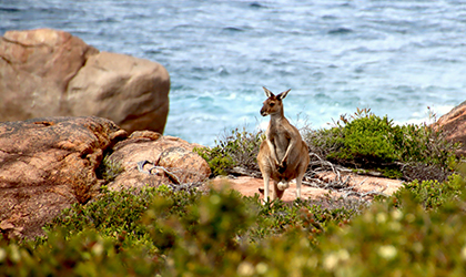 Lucky Bay Kangaroo