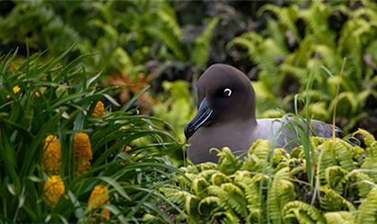New-Zealand-Sub-Antartic-Bird