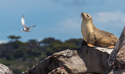 Seal Bay - Australian Sea Lion