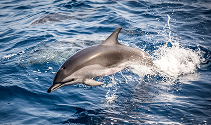 Coral-Expeditions-spinner-dolphin
