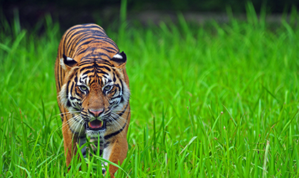 Tambling Wildlife Nature Conservation Sumatran Tiger