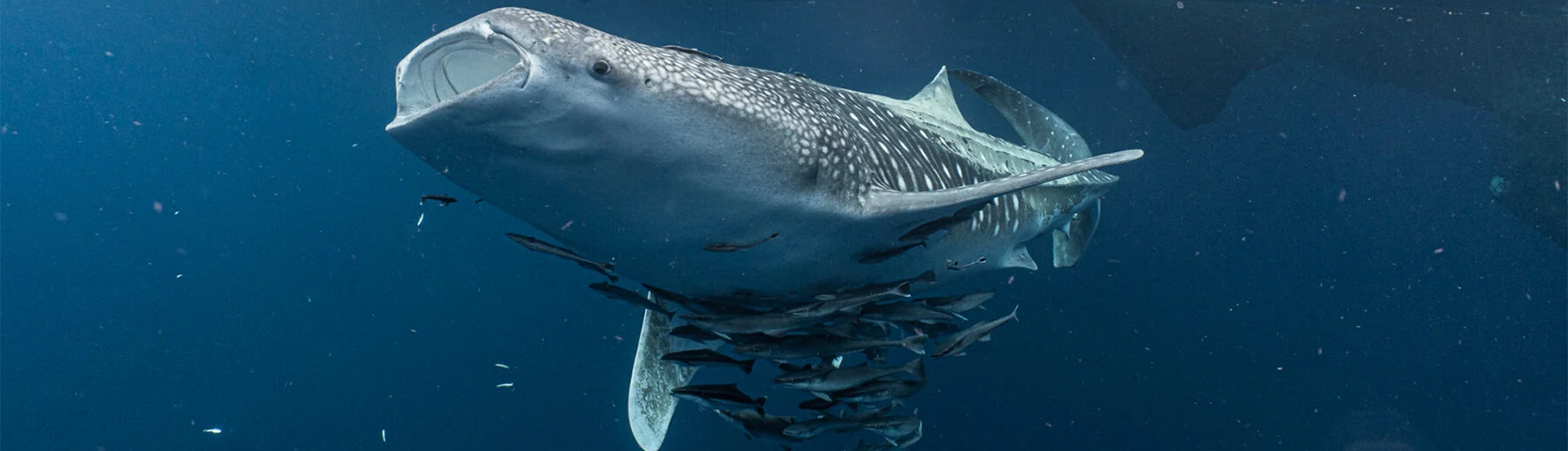Whale sharks thriving in waters off Australia