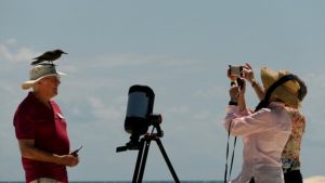 Common Noddy Tern landing on photographer