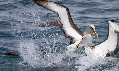 solander-bullers-Albatross-coral-expeditions