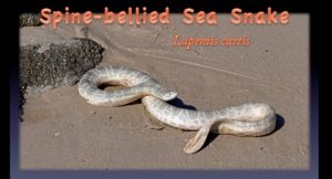 spine-bellied sea snake